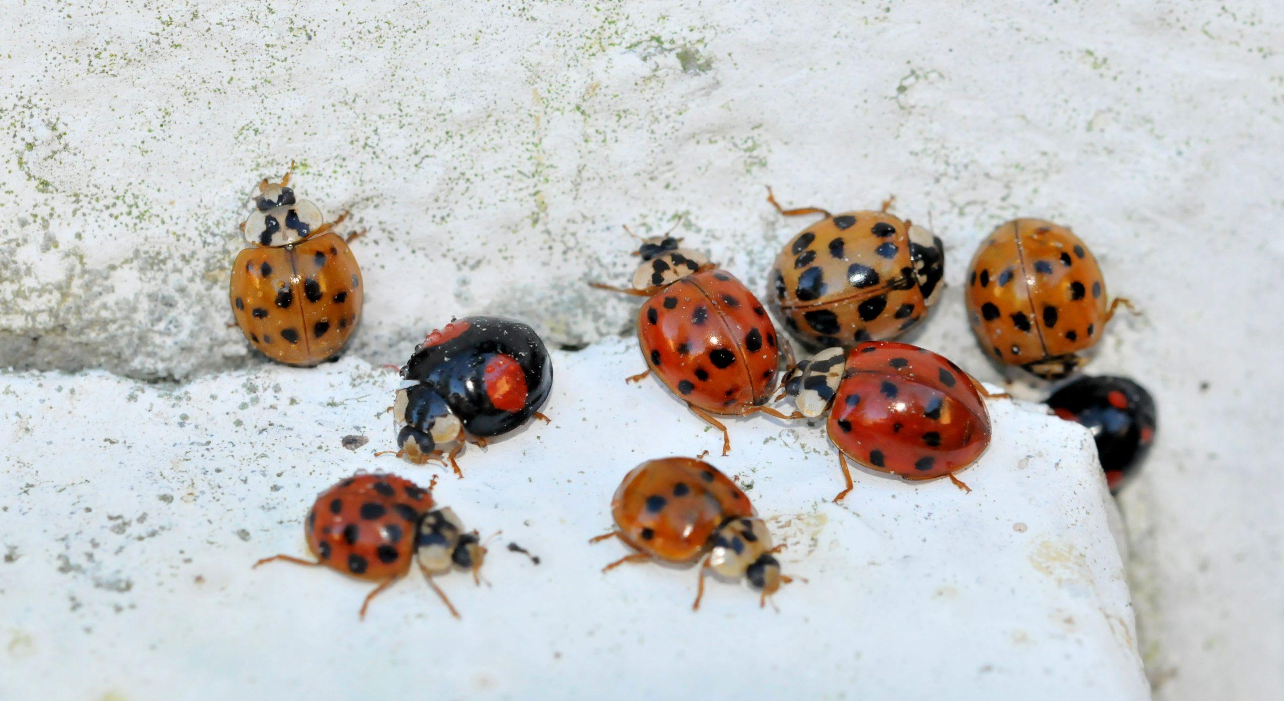 harlekinska polonica